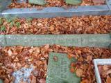 image of grave number 957874